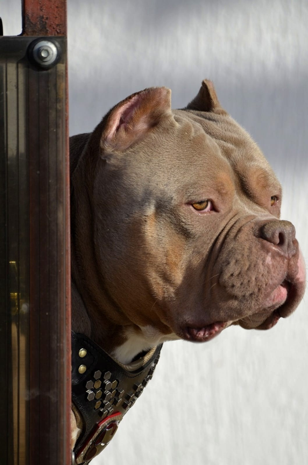 Булли стандарт кобель Зидан. ПИТОМНИК СОБАК ПОРОДЫ АМЕРИКАНСКИЙ БУЛЛИ