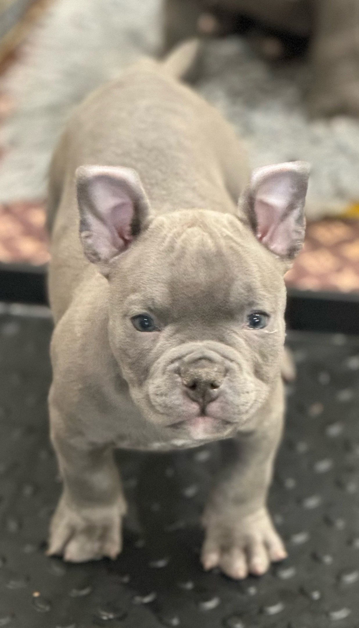 малютка American Bully в голубом окрасе