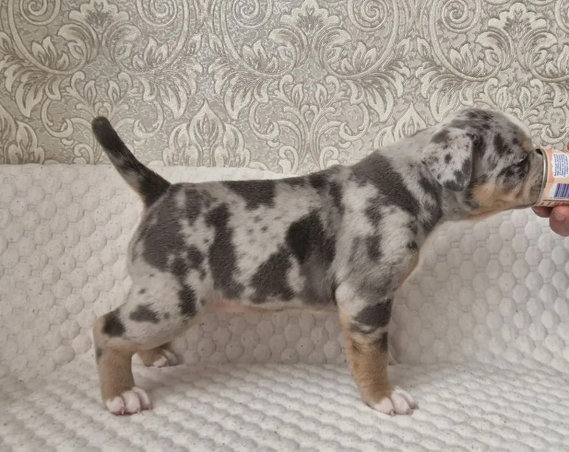 Щенки Американский булли. ПИТОМНИК СОБАК ПОРОДЫ АМЕРИКАНСКИЙ БУЛЛИ