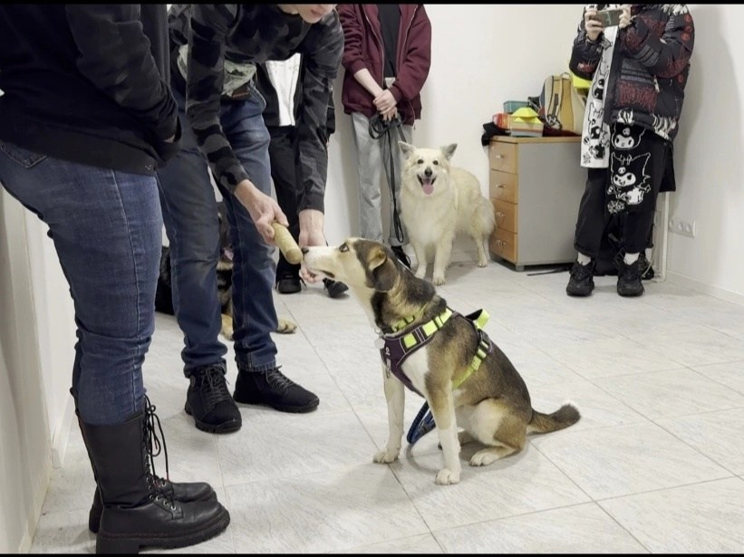Практические занятия по дрессировке. НРОО КЦ "Собаковод"