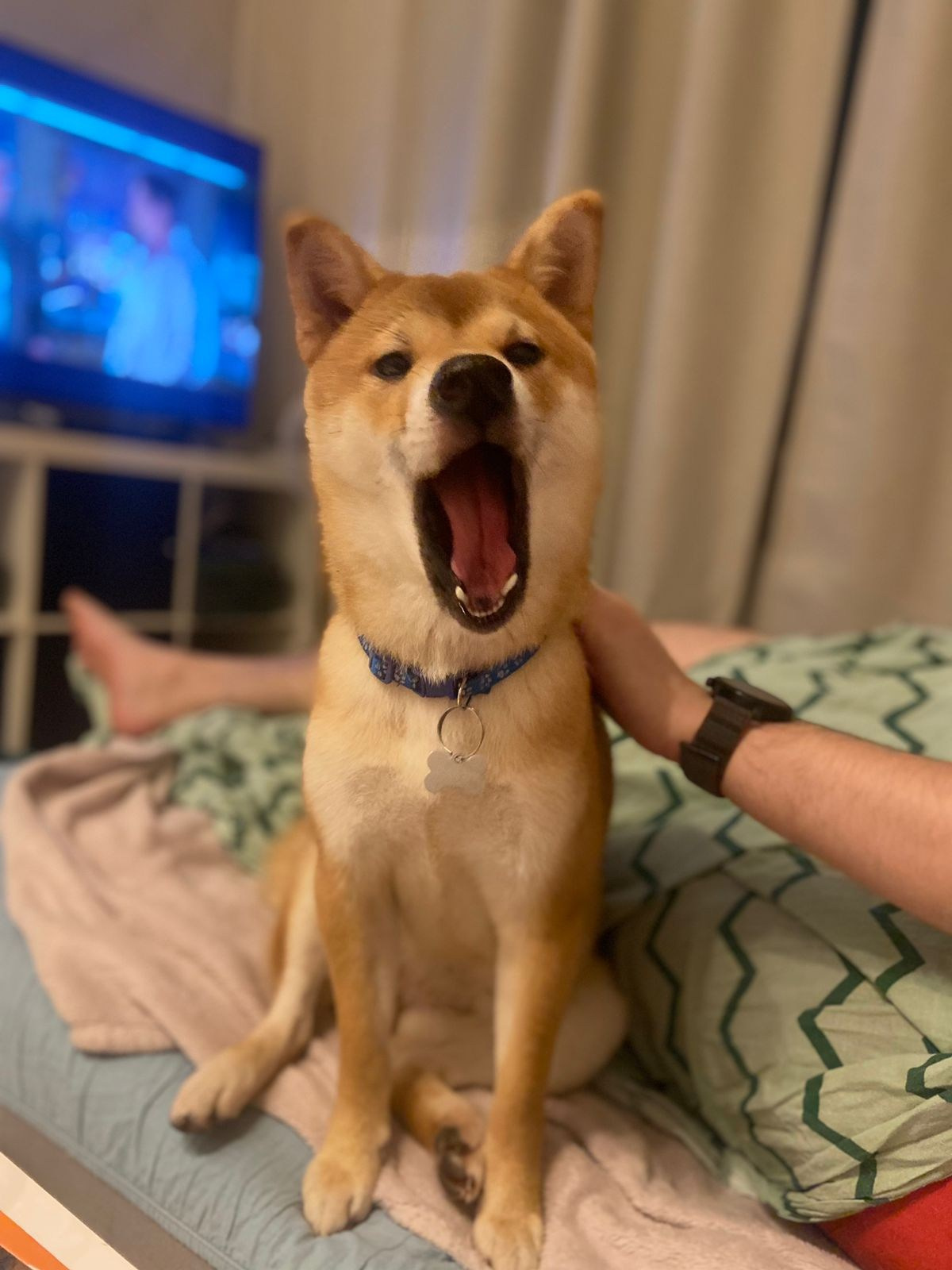 сиба питомник Рубилайт щенки на продажу rubylight  сиба щенки купить