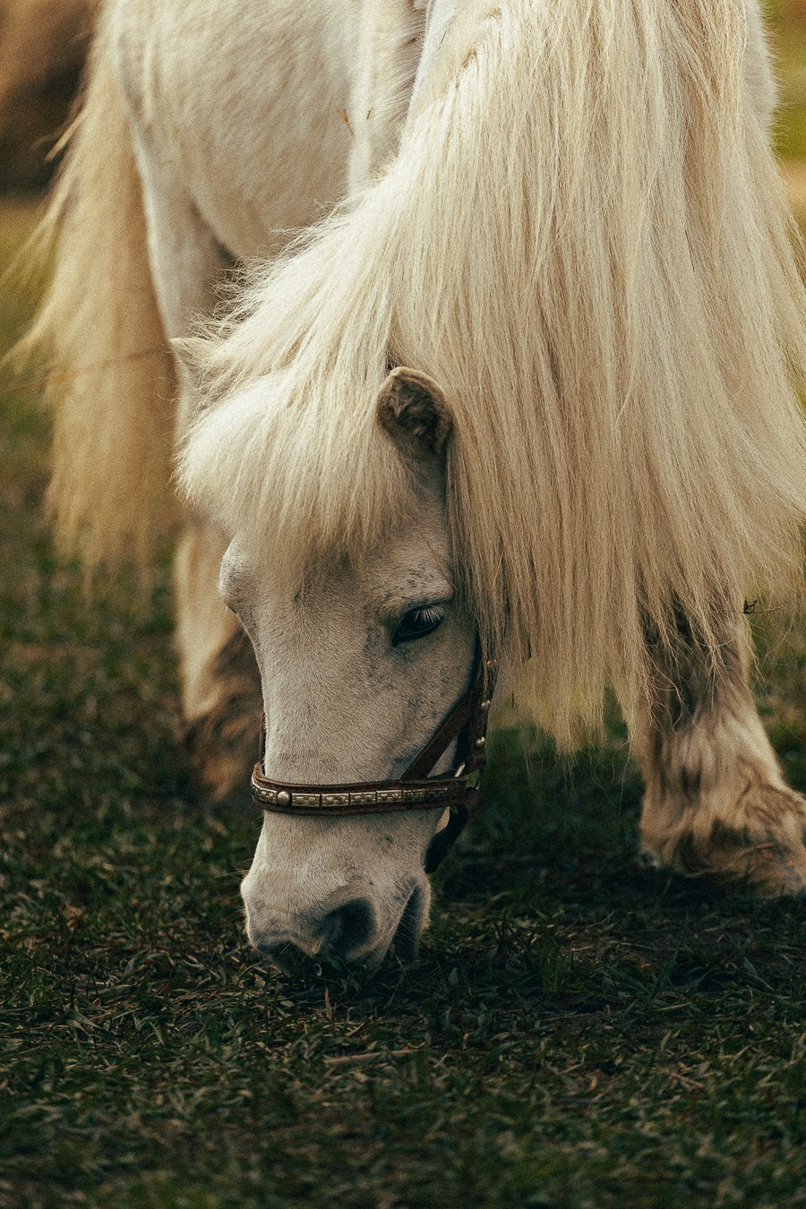 Ферма Альпак Владивосток. Oskar Dallas — professional photographer in Moscow