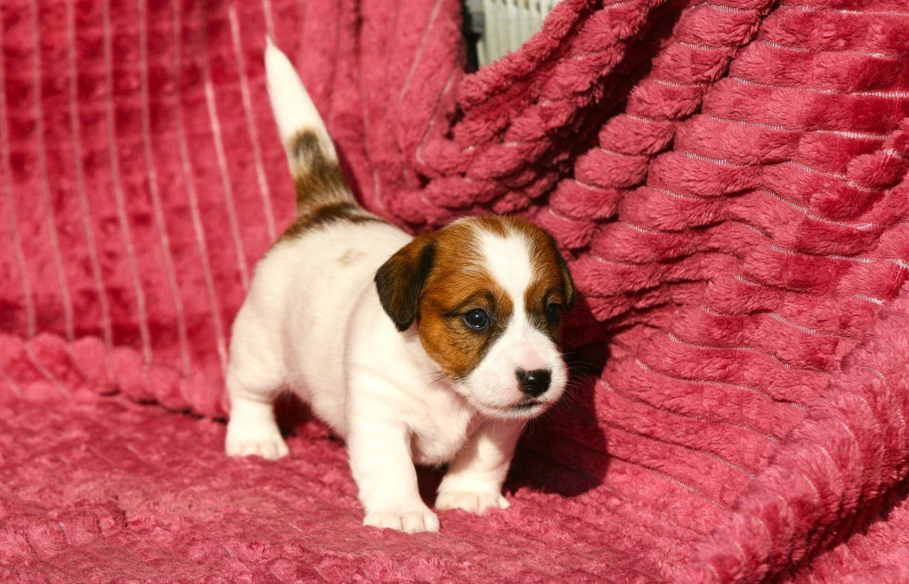 Сука 1. Lovely Orange kennel Jack Russell Terrier FCI/RKF