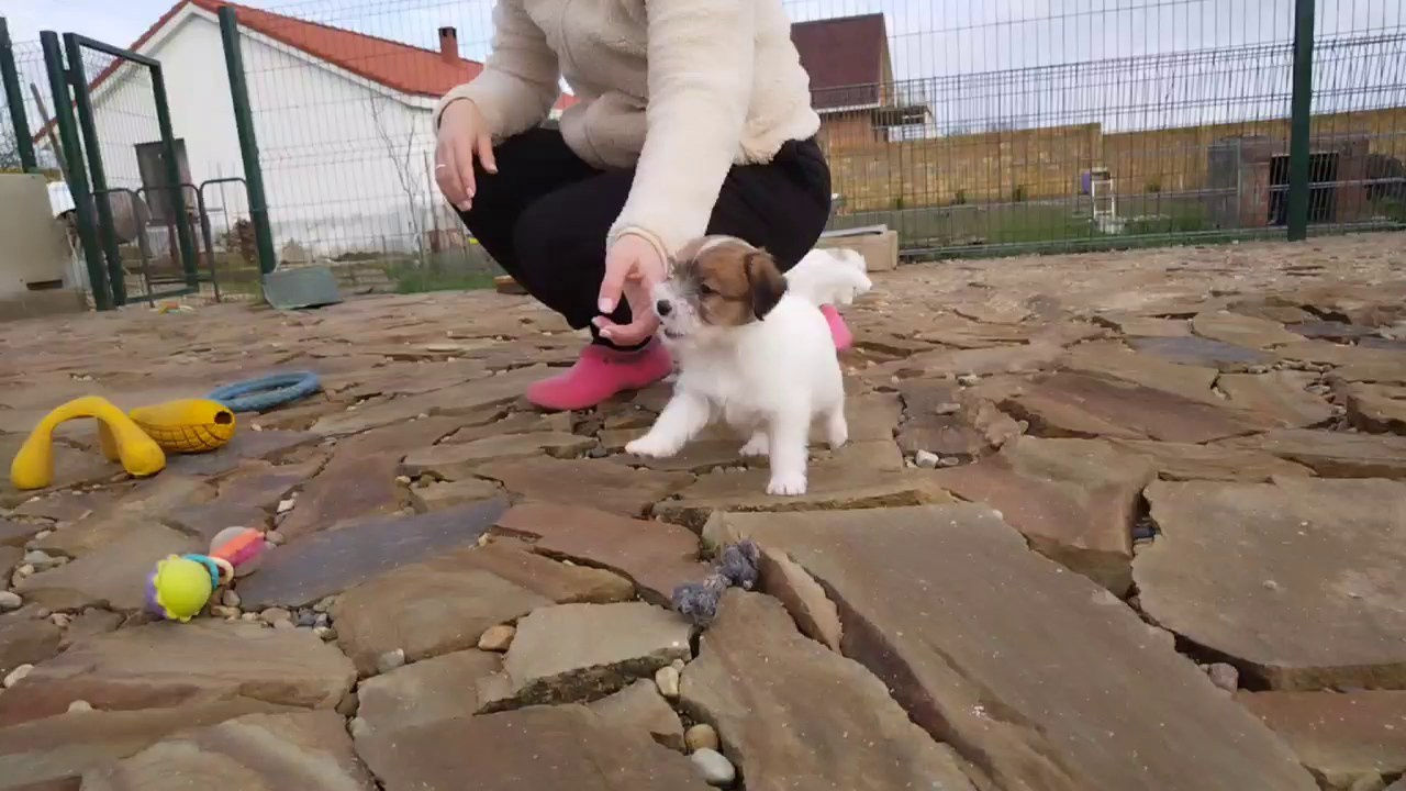 LITTER «F» 24.11.2025. Lovely Orange kennel Jack Russell Terrier FCI/RKF