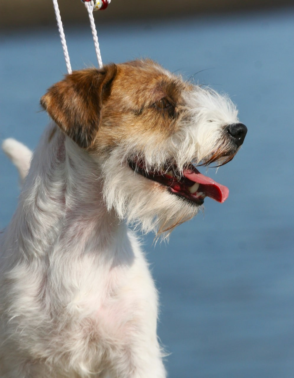 Lovely -Orange Team Spirit. Lovely-Orange питомник джек рассел терьеров