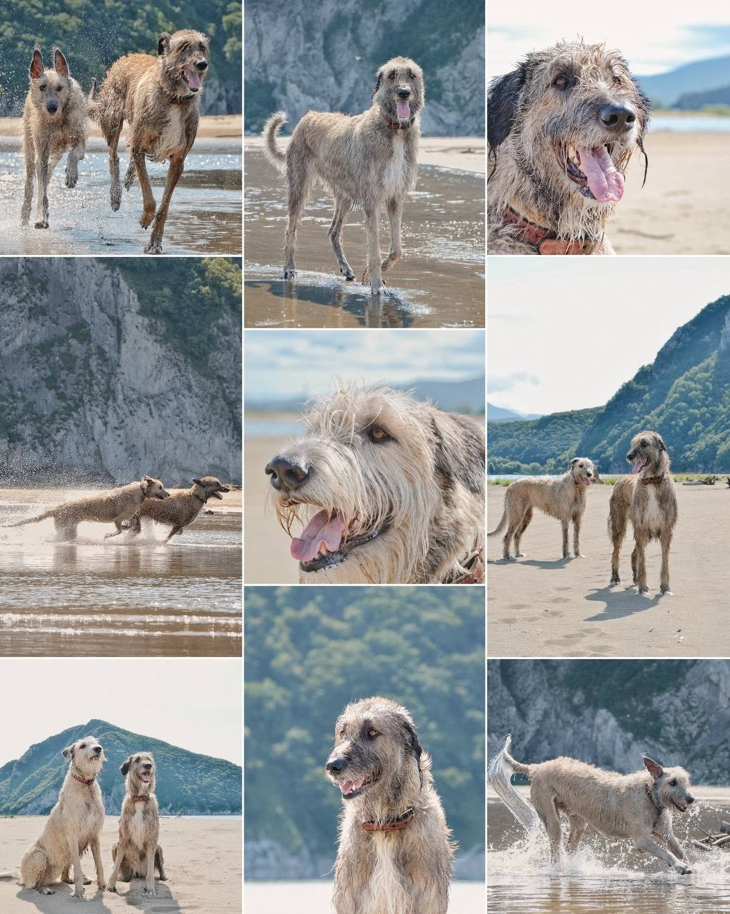 Фото Прогулки. Семейный фотограф анималист г. Находка