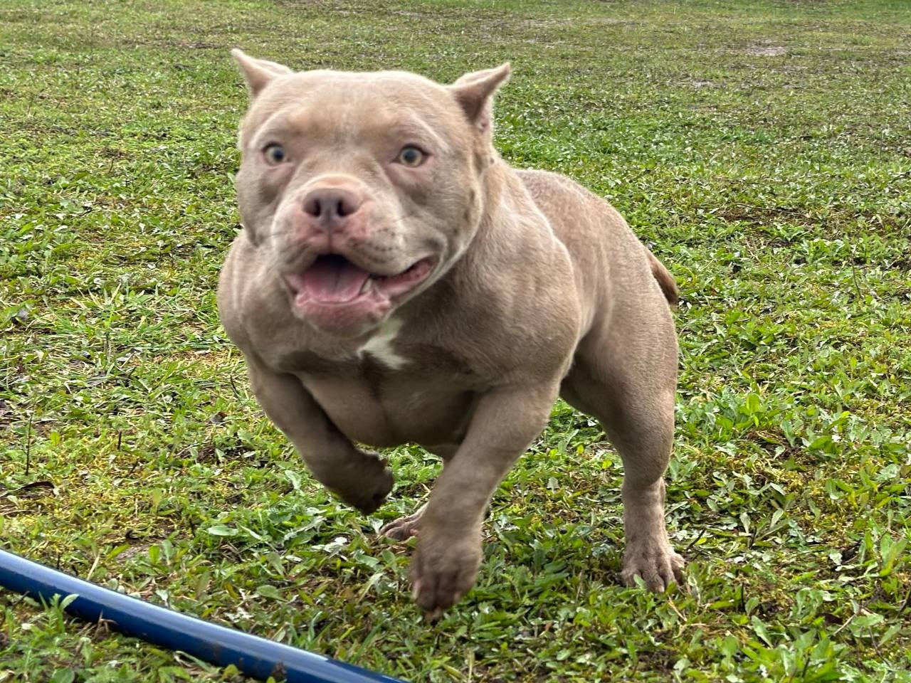 Minie Mouse. Питомник американских булли Bounty Pride Bully