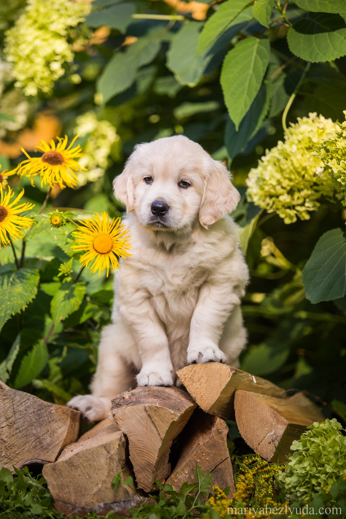 Щенки. Семейный и детский фотограф в Москве Мария Быкова