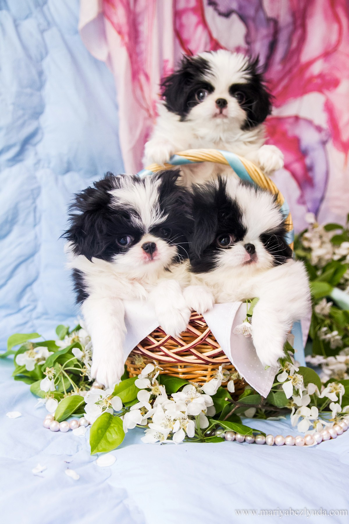 Щенки. Семейный и детский фотограф в Москве Мария Быкова