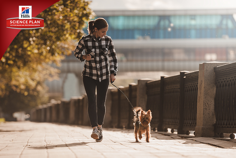 Фотосъёмка для компании Hill`s (2017, перенос со старого сайта). Фотограф собак, фотограф-анималист Аня Титова (Titanya). Москва