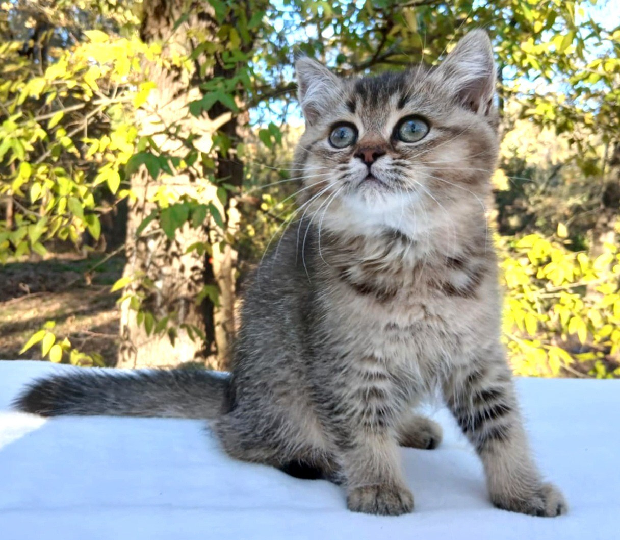 Shusha, DB-08.25.25, female, $1200. British shorhair Cats