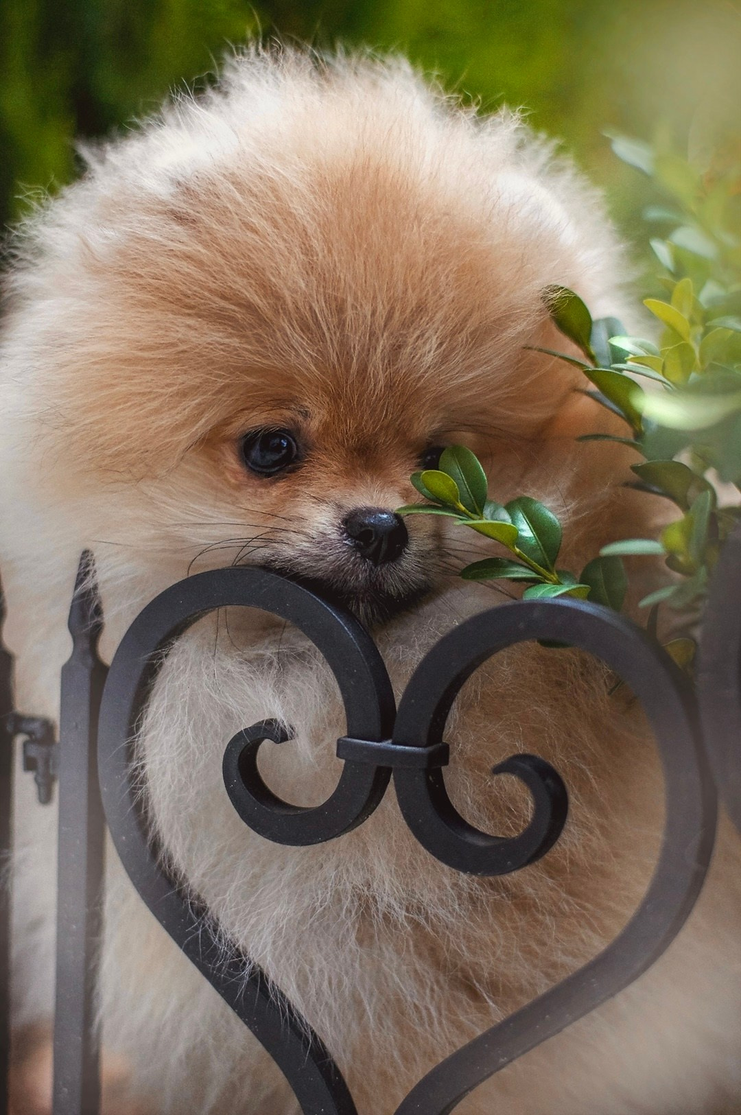 Собаки. Фотограф-анималист Нижний Новгород
