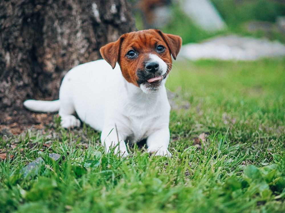 Мальчик 1 галерея. CANE MAESTRO — kennel Jack Russell Terrier