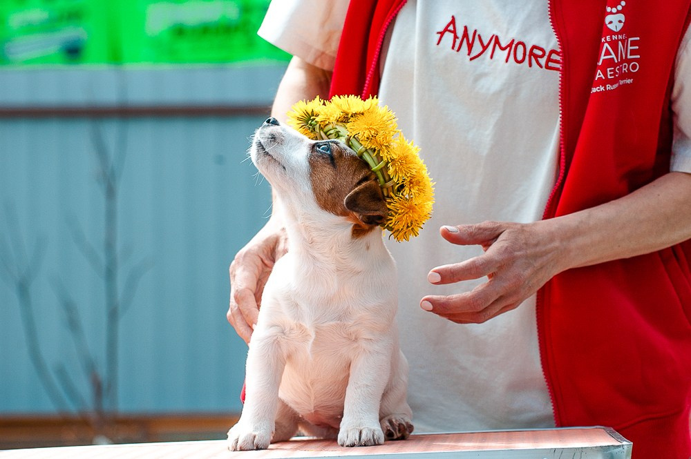 Джек рассел терьер. Гладкошерстная девочка Джек рассел терьер. У нас есть щенки на продажу. Классический окрас. Ровная маска. Джек рассел терьер. Щенки купить в Москве.