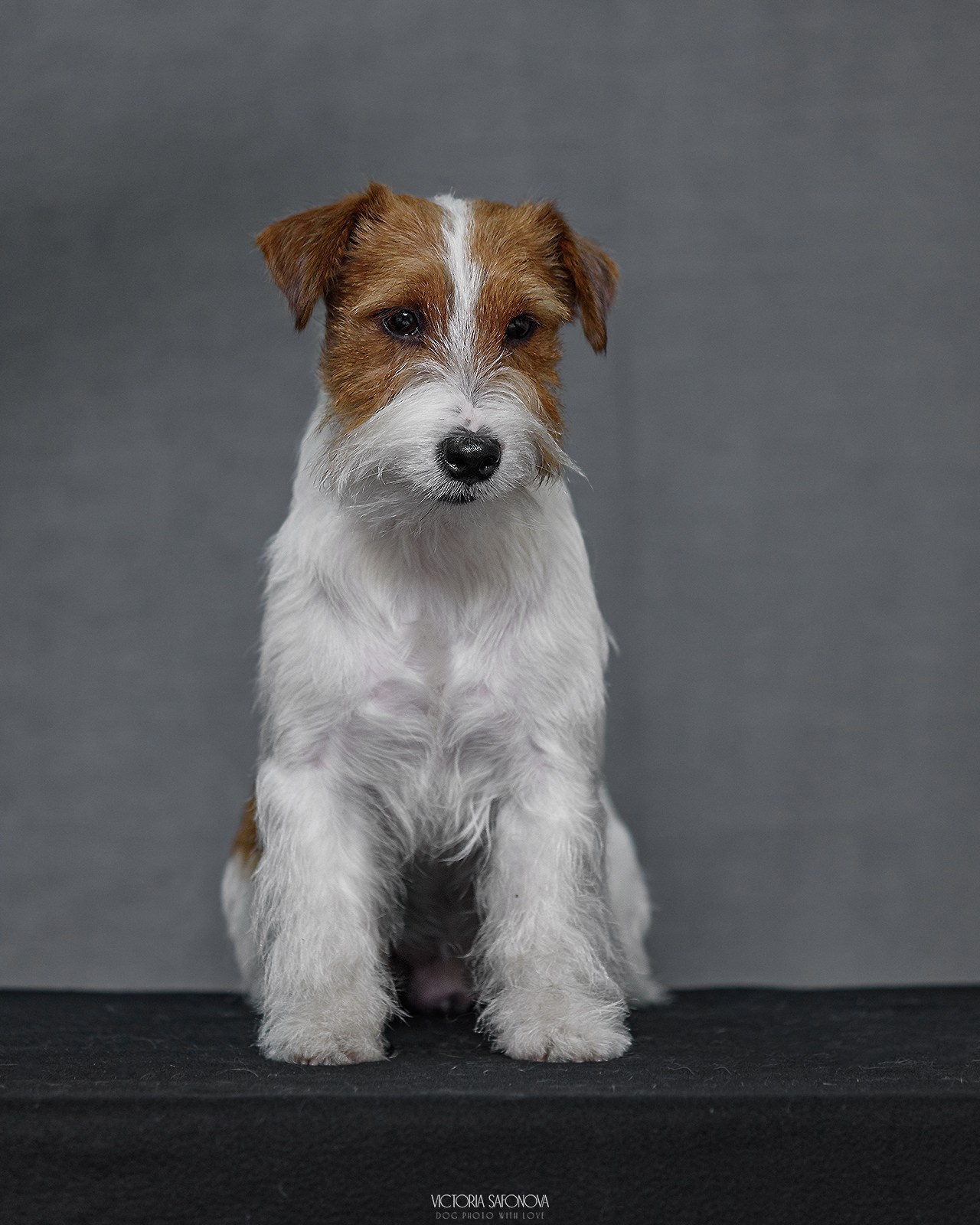 Джек рассел терьер 09.02.2024. Фотограф анималист Благовещенск. Сафонова Виктория