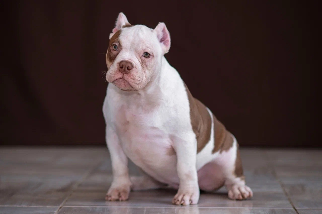 Свободные щенки Американский Булли в Иркутске. Питомник собак Иркутск