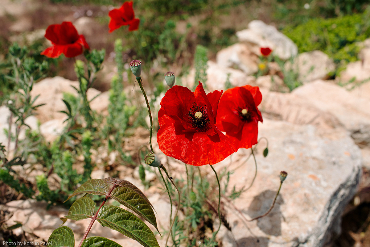 Семейная беременная фотосессия Оли и Лёши. Профессиональный фотограф в Крыму и Севастополе Павел Корсун