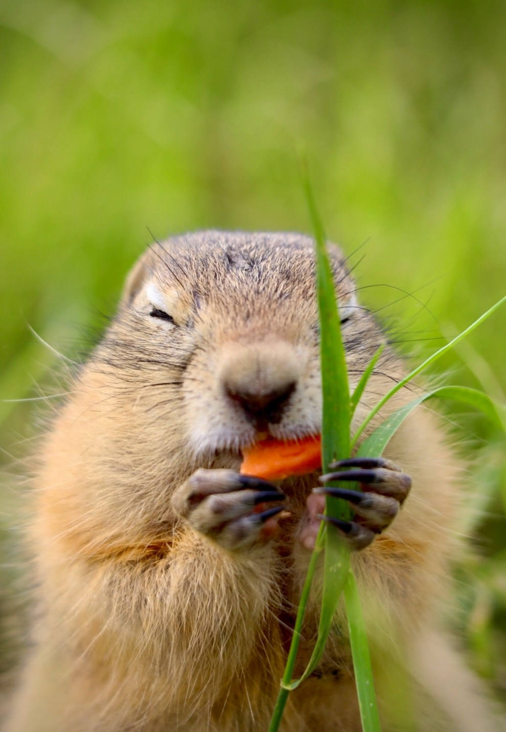 Animals. Danna Dark. Фотограф | Красноярск