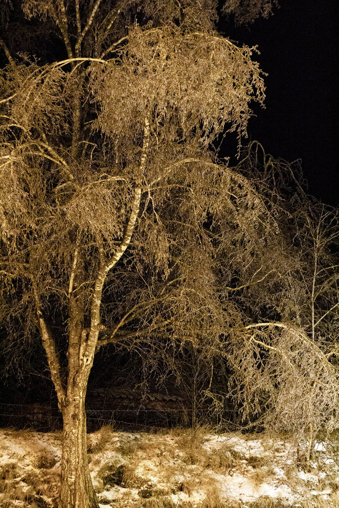 Ледяной дождь. Природа севера