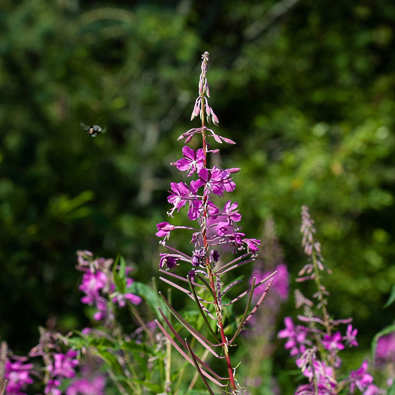 Травы. Природа севера