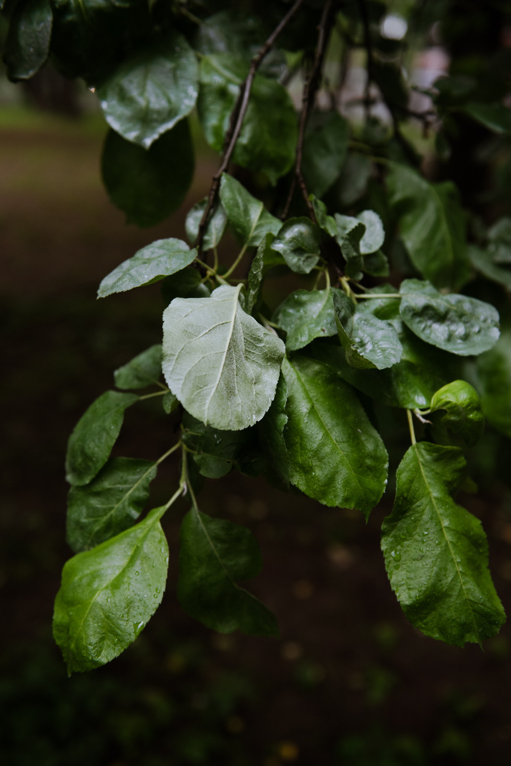 Переделкино. Портретный и архитектурный фотограф в Москве и Санкт-Петербурге
