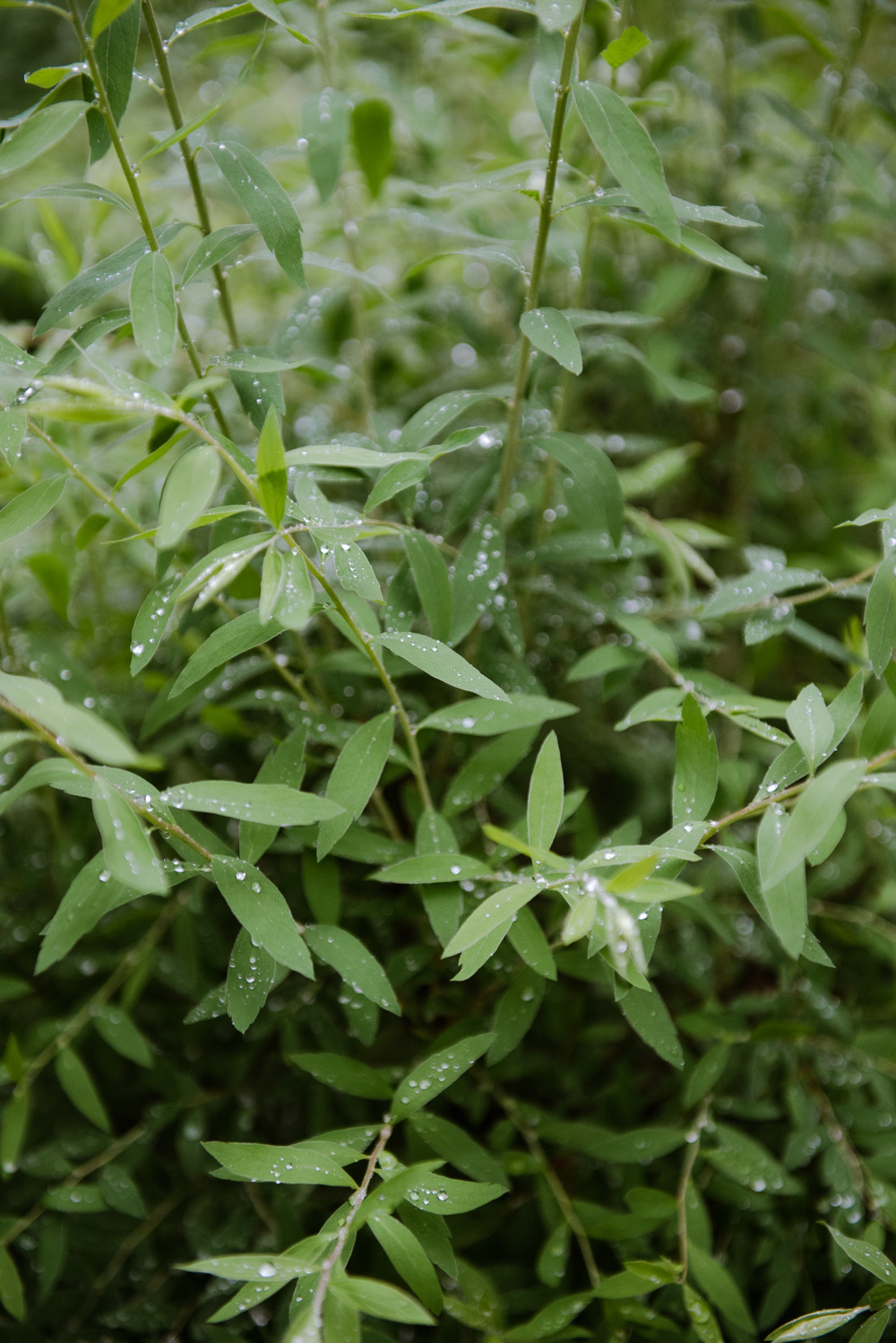 Переделкино. Портретный и архитектурный фотограф в Москве и Санкт-Петербурге
