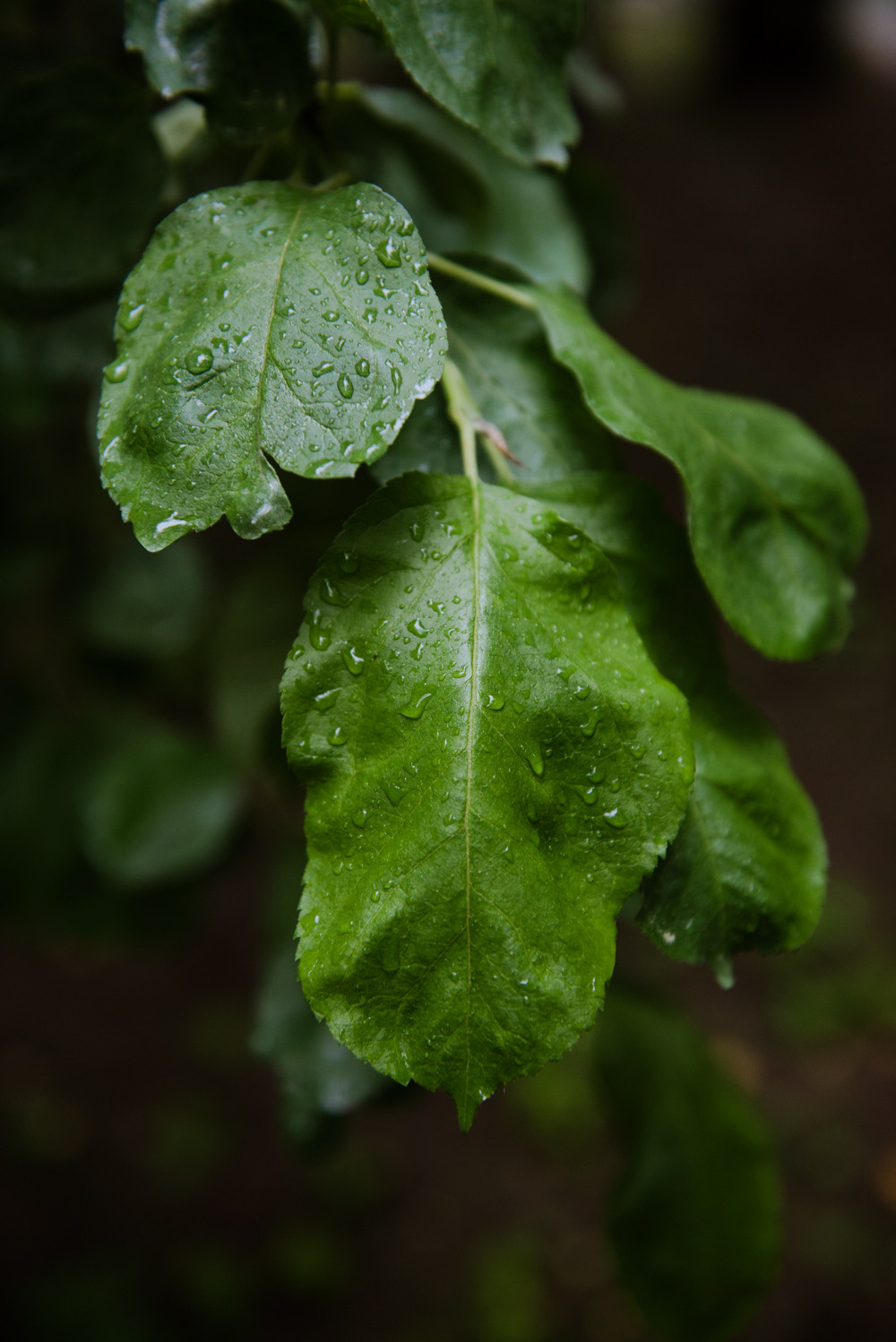 Переделкино. Портретный и архитектурный фотограф в Москве и Санкт-Петербурге