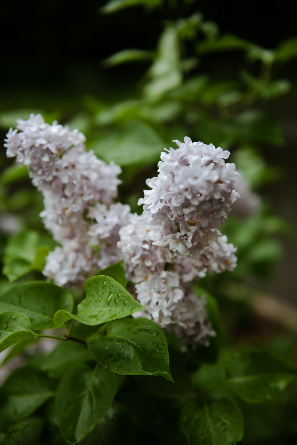 Переделкино. Портретный и архитектурный фотограф в Москве и Санкт-Петербурге