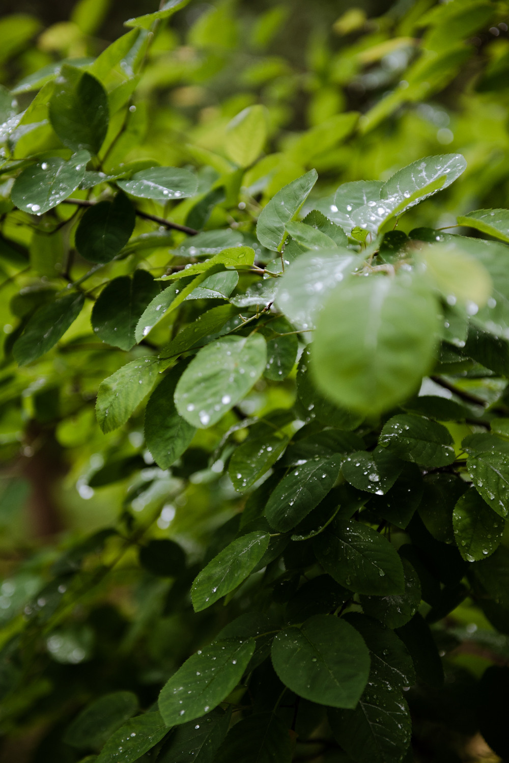 Переделкино. Портретный и архитектурный фотограф в Москве и Санкт-Петербурге