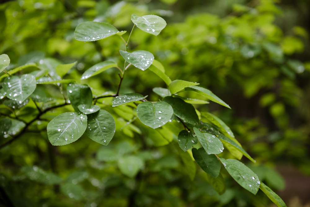 Переделкино. Портретный и архитектурный фотограф в Москве и Санкт-Петербурге