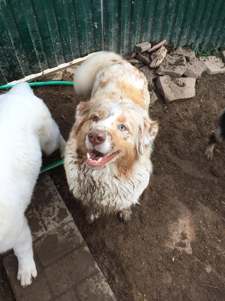 Полезные статьи. Питомник собак Westerly Wind Москва и МО