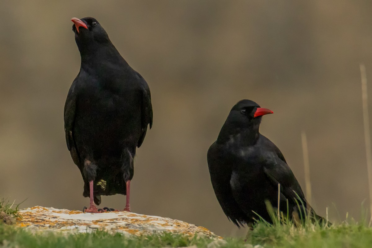 Птицы. Photomantis