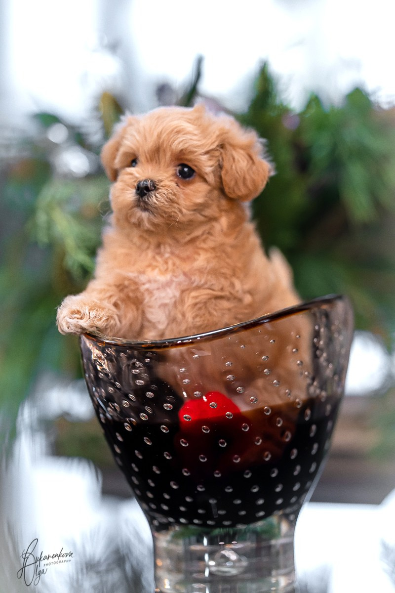 Мотя. Фотограф анималист Ольга Луканенкова в Москве