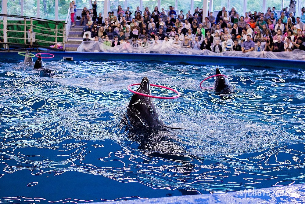 Дельфинарий. Детский и семейный фотограф, фотограф мероприятий Нижний Новгород