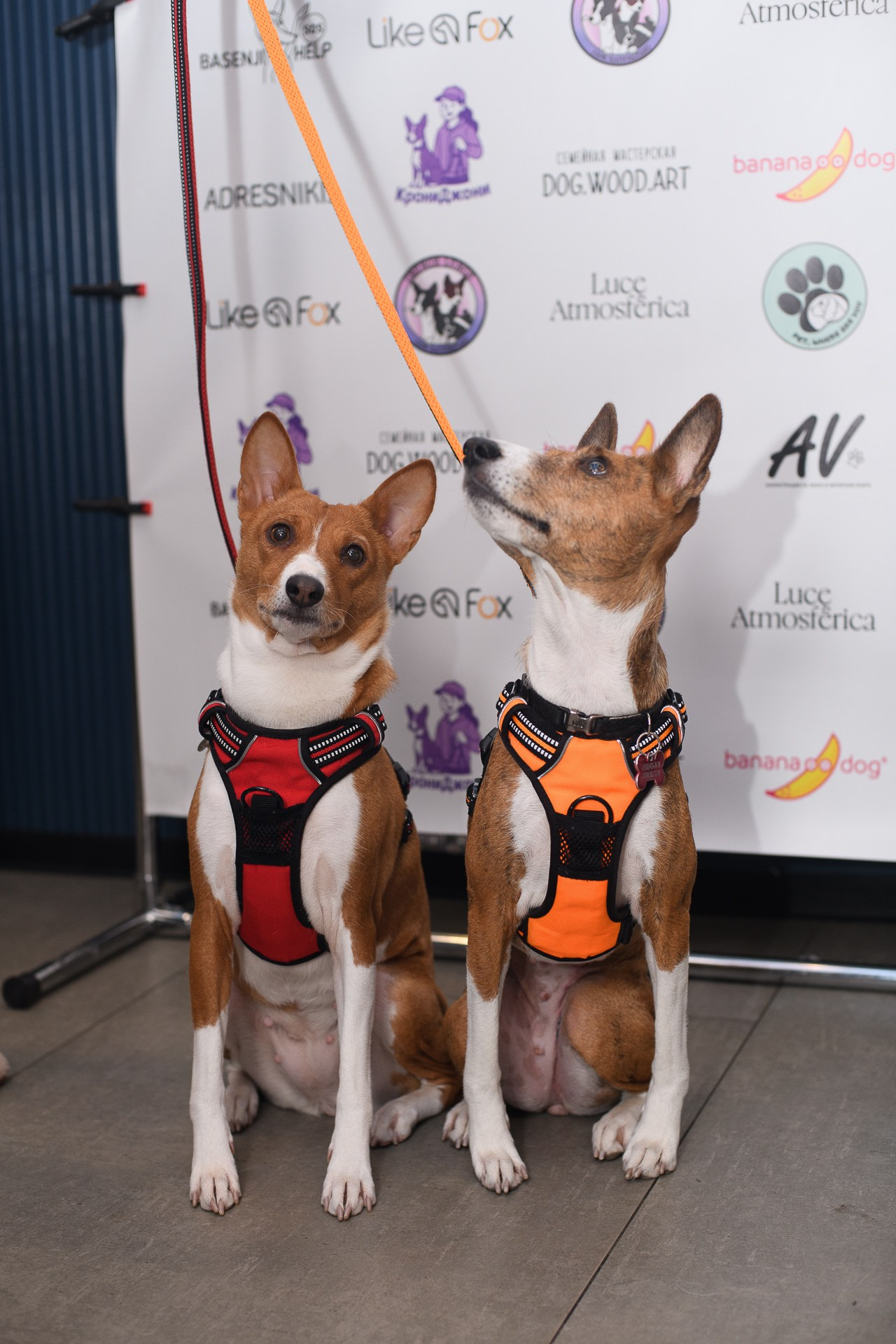 Basenji Help Fest 2025. Фотограф-анималист, Brand-фотограф в Москве Евгения Кононенко