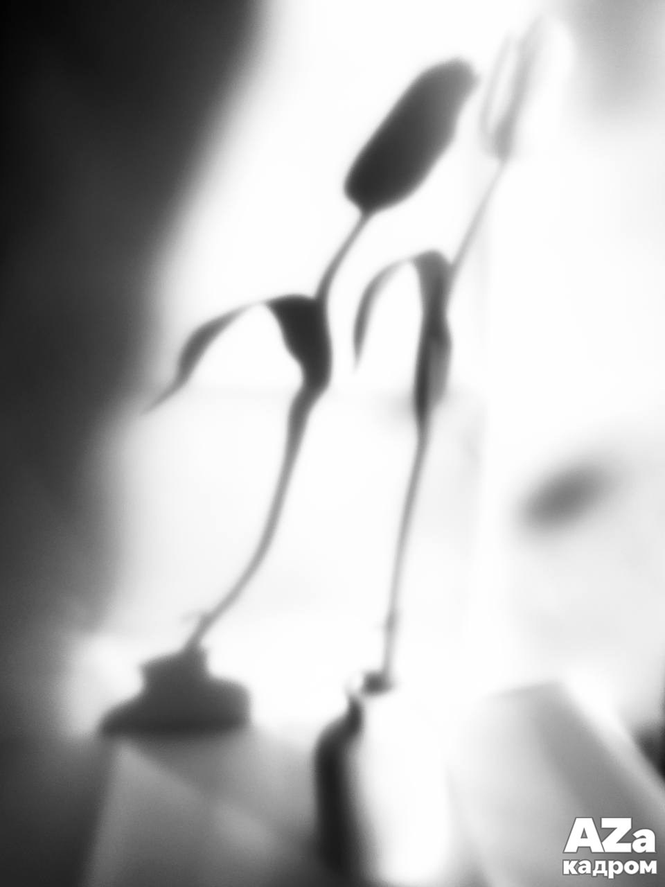 AZакадром Импрессинизм. Женский семейный фотограф Тула Москва Захарова Анна