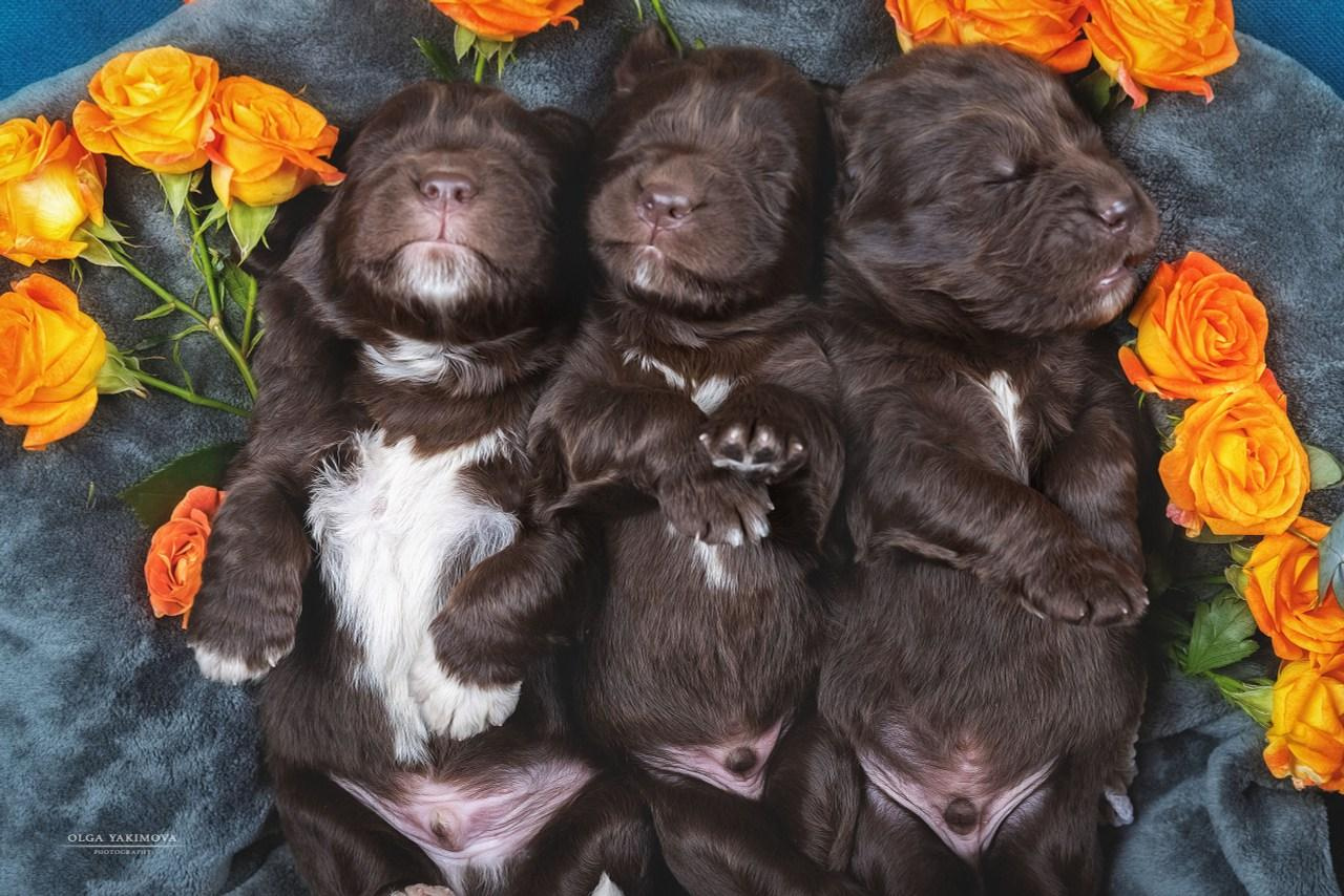 Щенки. Фотограф