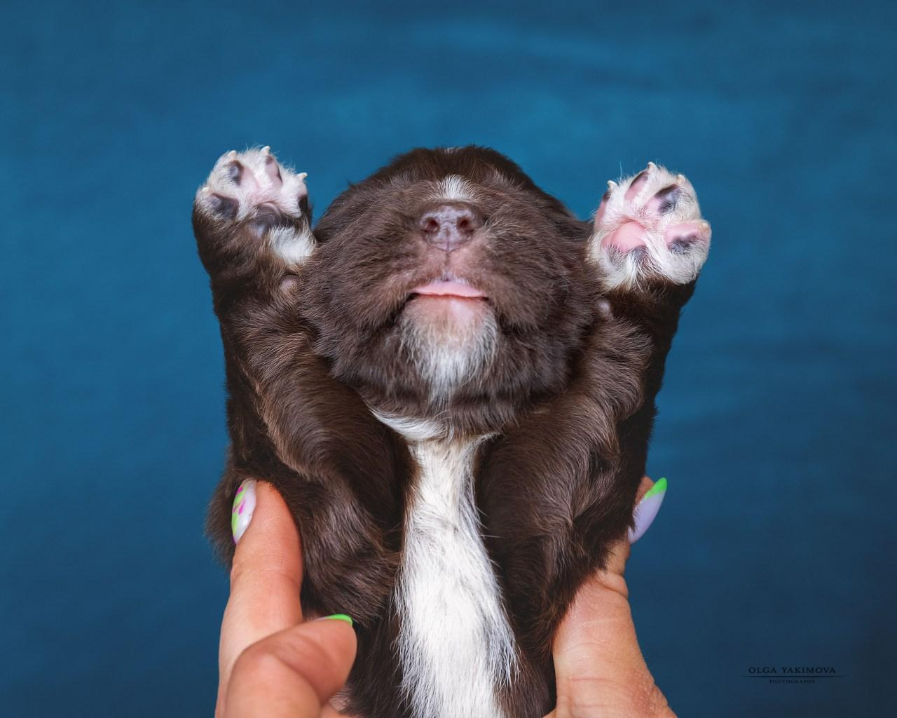 Щенки. Фотограф