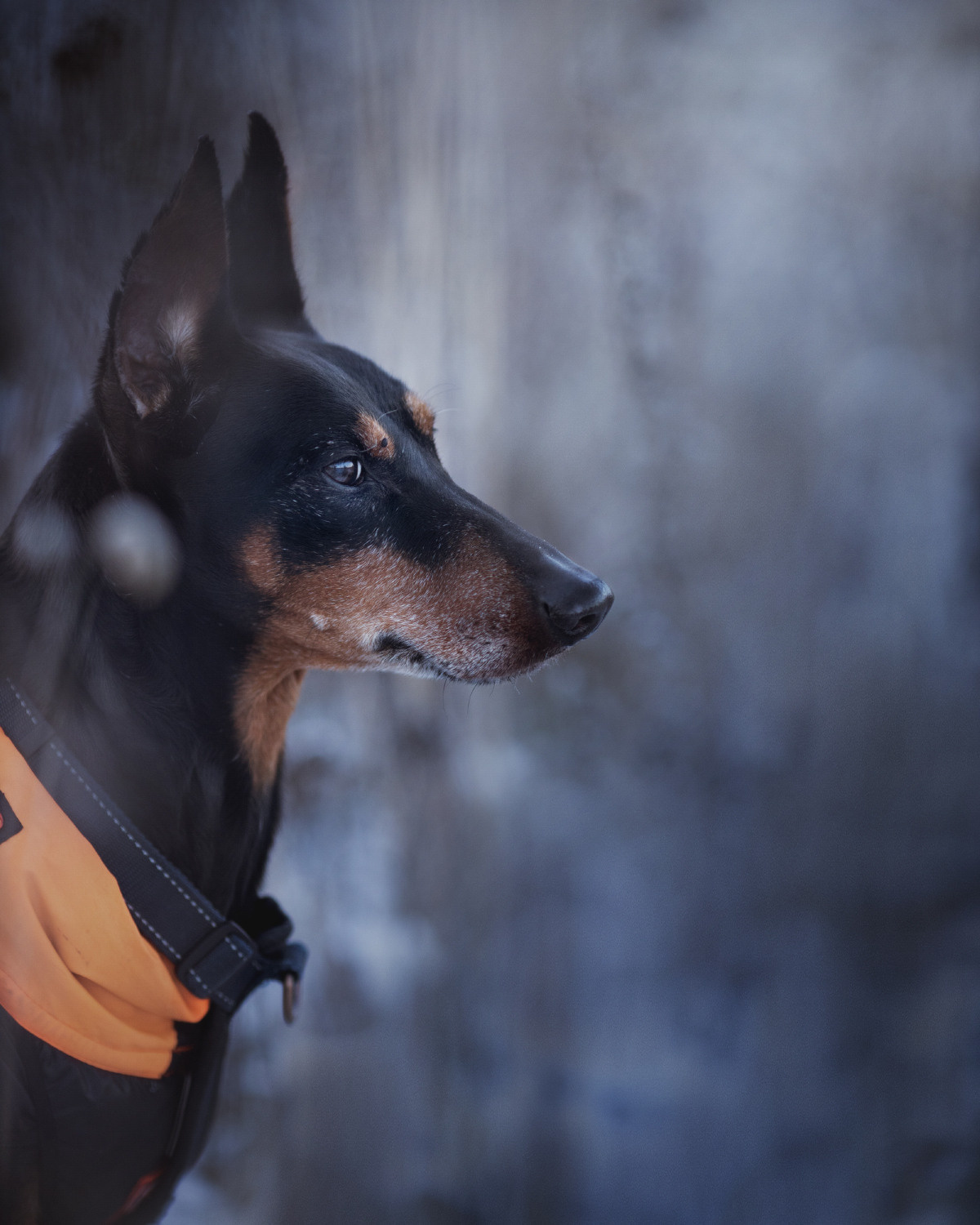 Уши, лапы, хвост. Yuliana Ra | Юлиана Ра