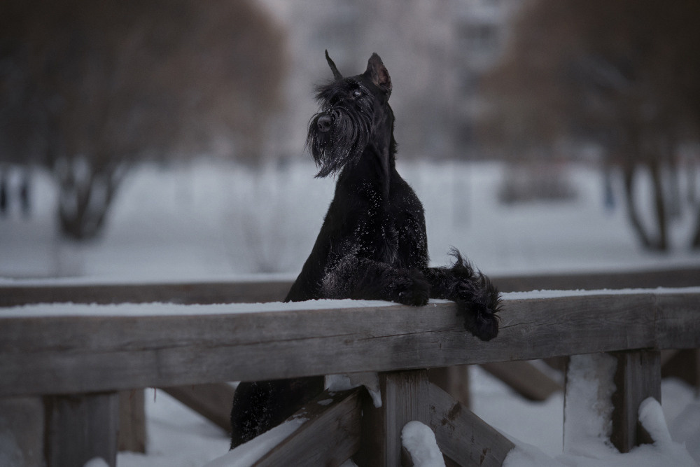 Уши, лапы, хвост. Yuliana Ra | Юлиана Ра