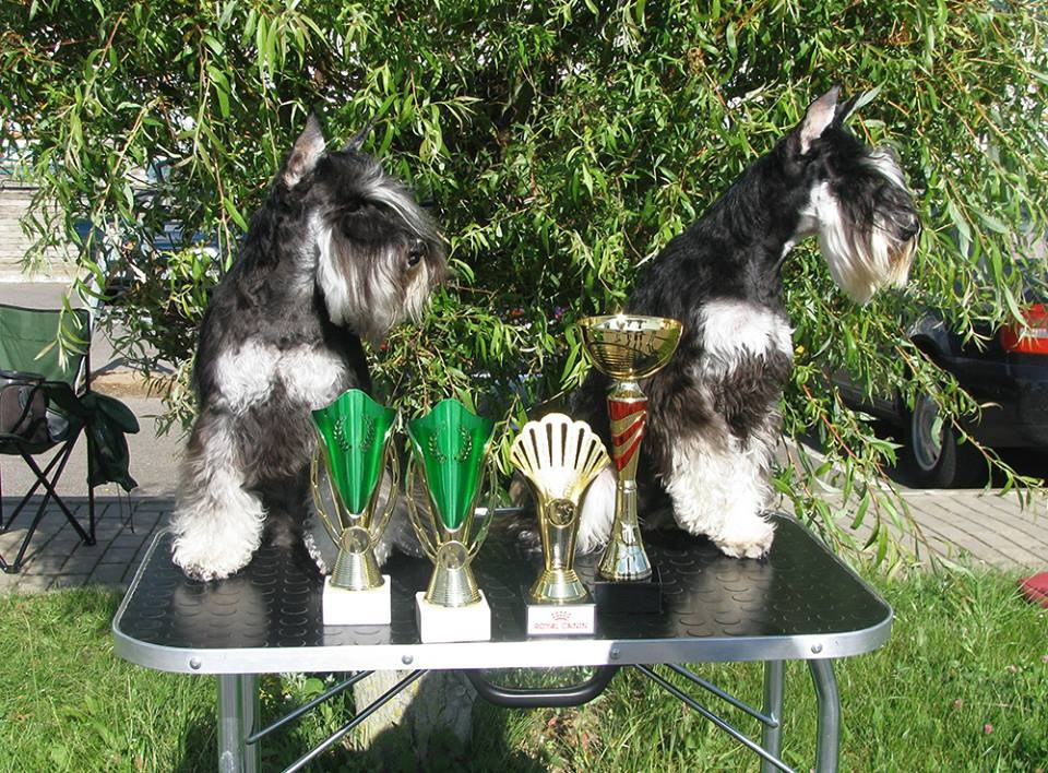 Арчи/Delinso Balance Archibald. Питомник цвергшнауцеров в Беларуси «Делинсо Бэлэнс»