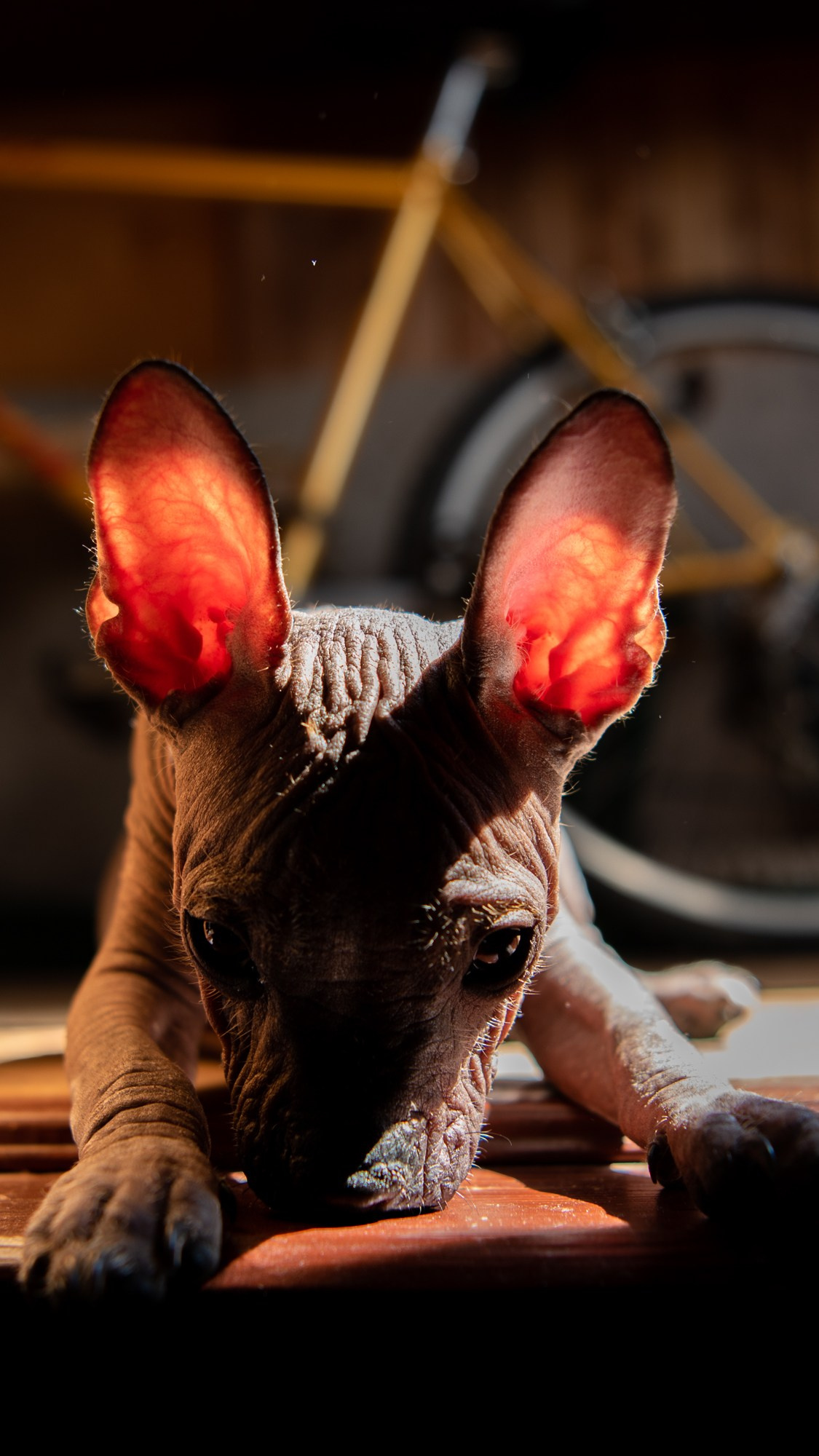 Мексиканец Герман. Фотограф в Москве Виктория Назаренко