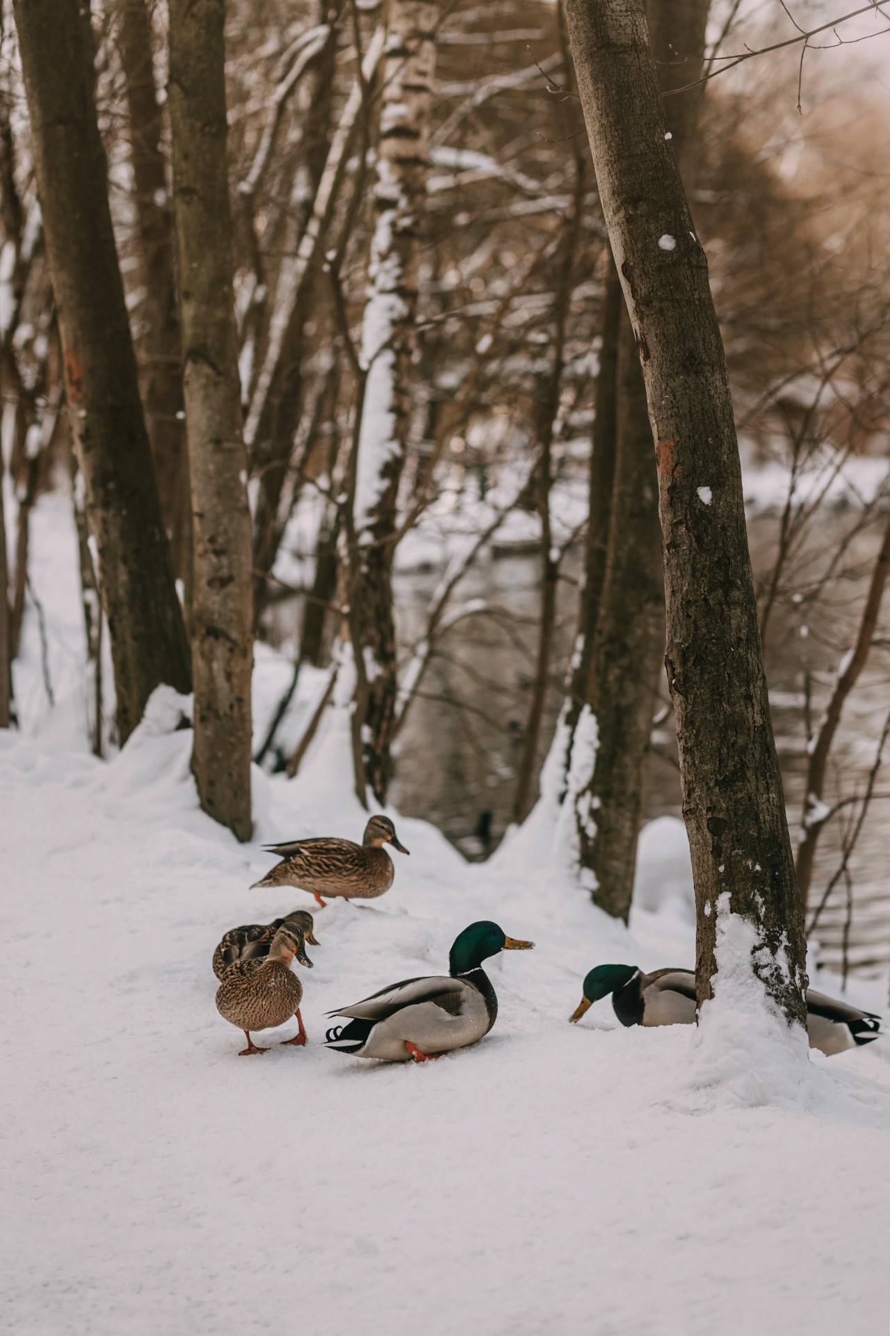 Лариса и Патрик. Фотограф-анималист Елена Радченко, Москва