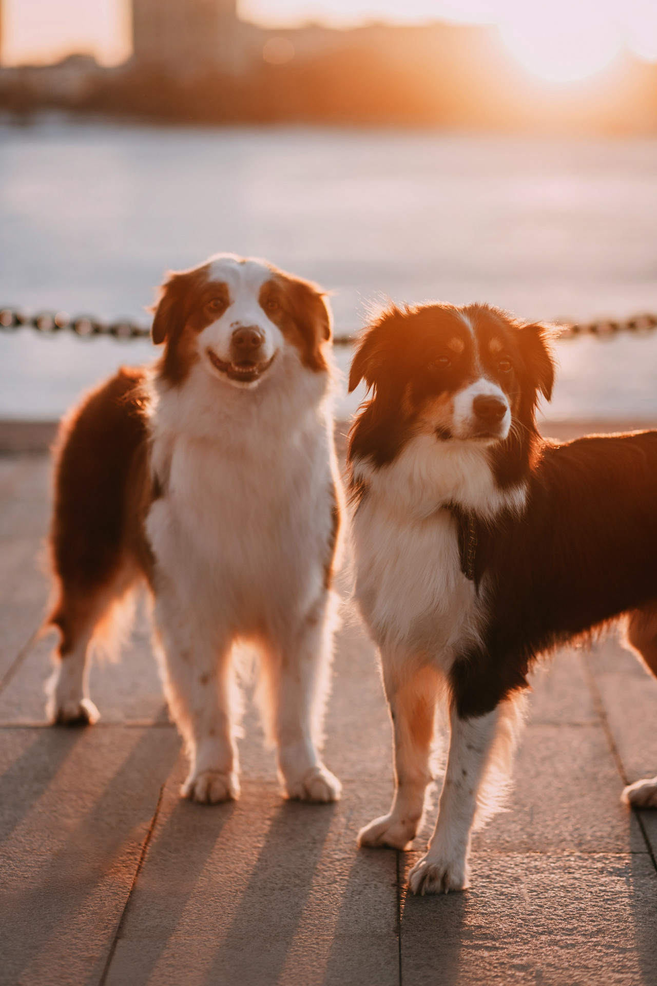 Нюта, Мэри и Лэсси. Фотограф-анималист Елена Радченко, Москва