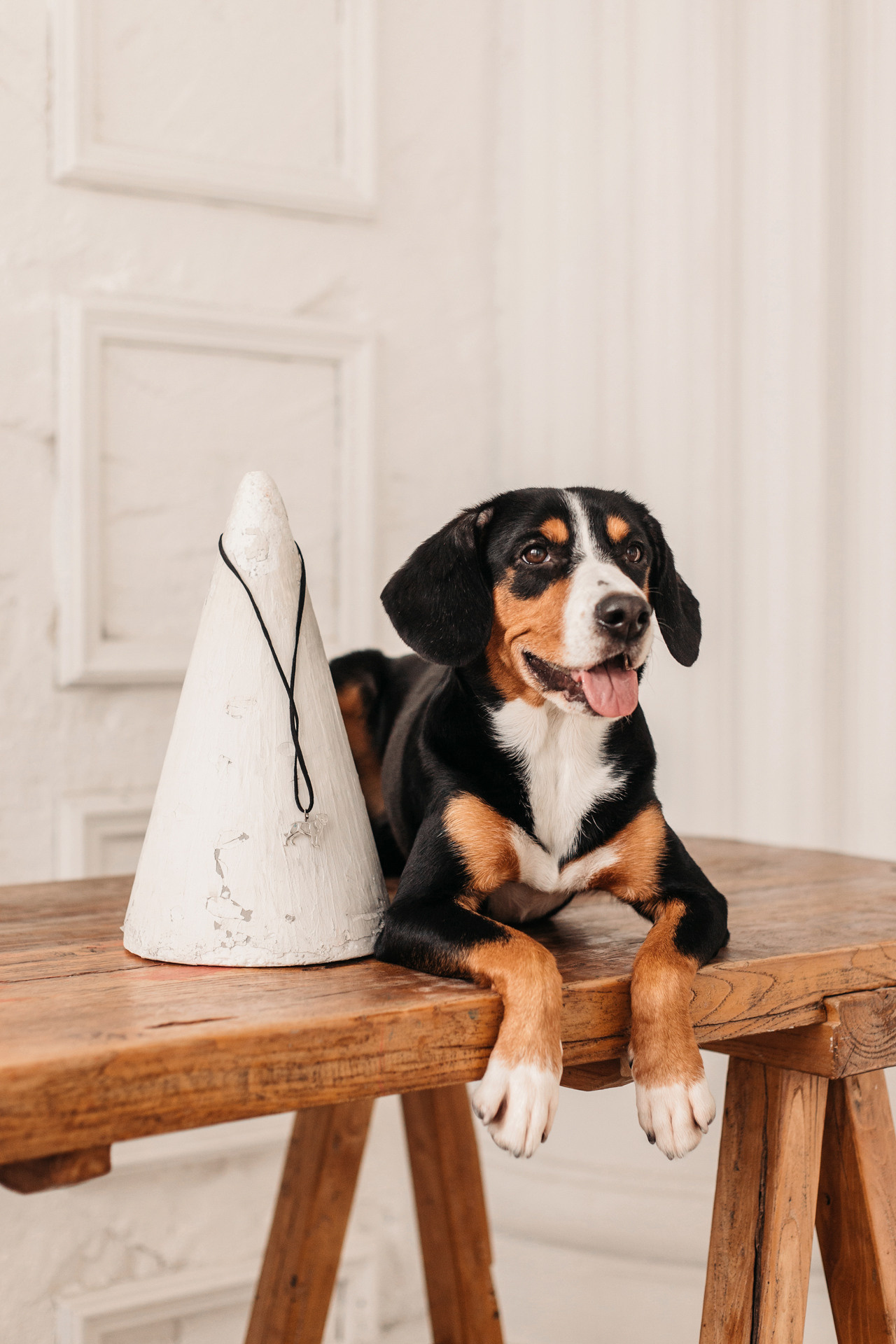 Аня, Вафля и Пикси. Фотограф-анималист Елена Радченко, Москва