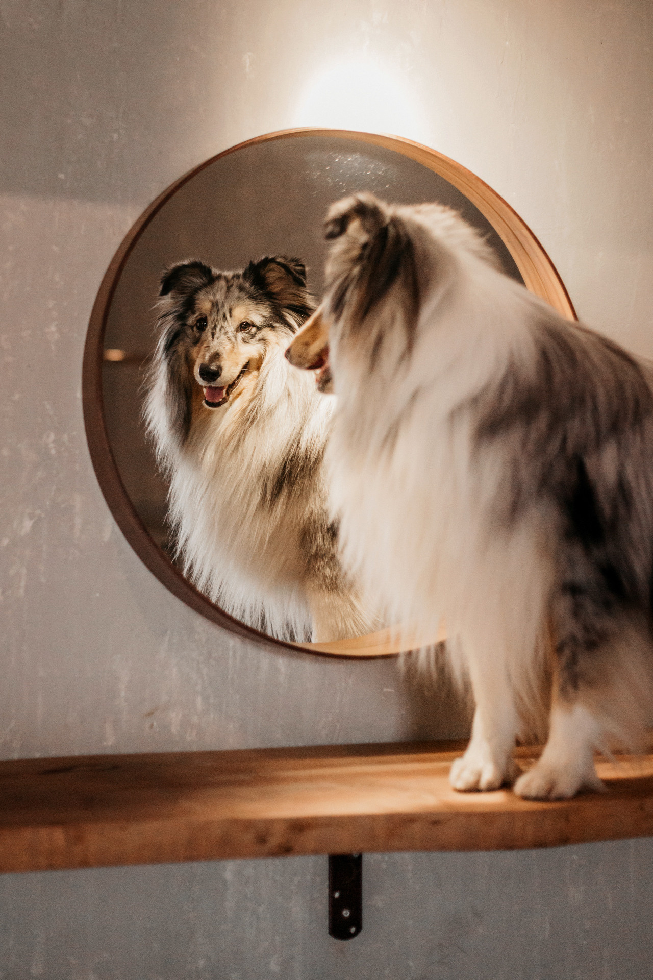 Аня и Скай. Фотограф-анималист Елена Радченко, Москва