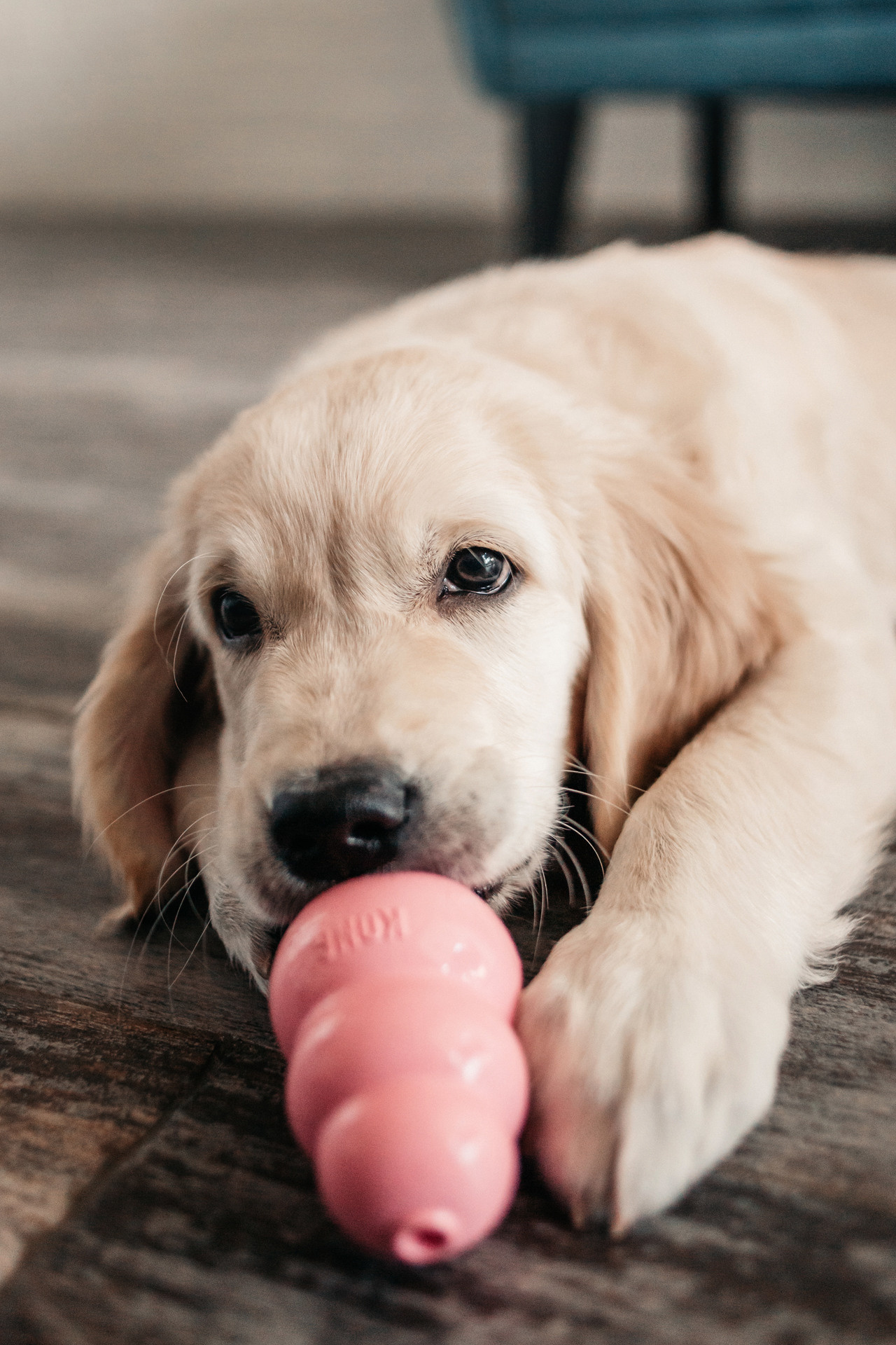 Наталья и Шелби. Фотограф-анималист Елена Радченко, Москва