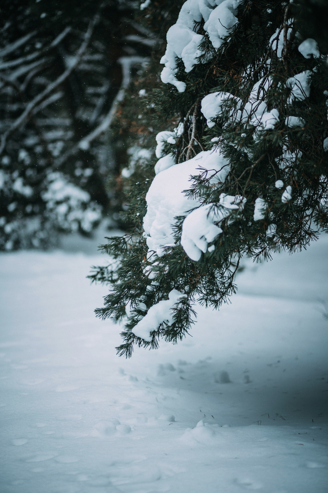Каринэ и Цири. Фотограф-анималист Елена Радченко, Москва