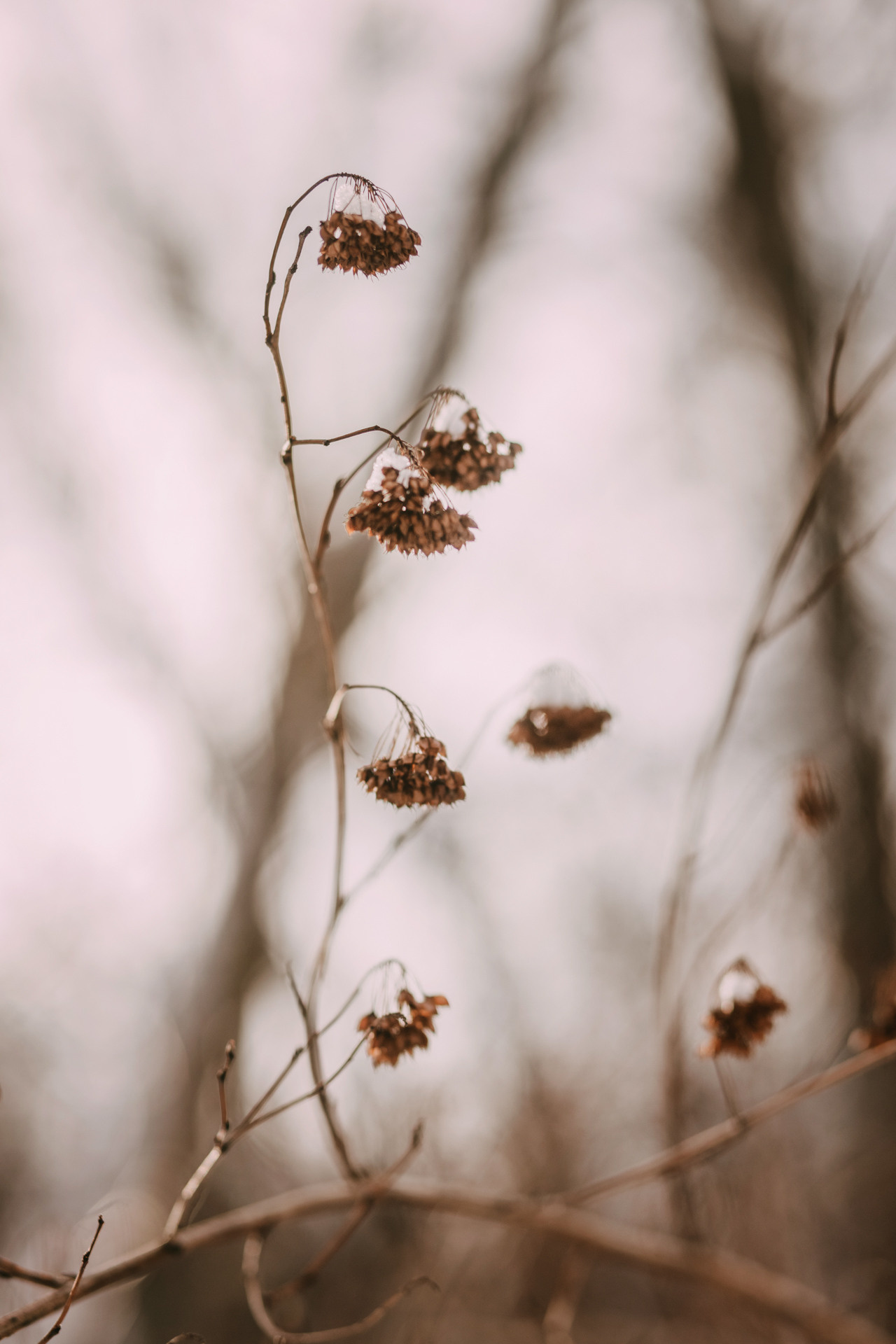 Лариса и Патрик. Фотограф-анималист Елена Радченко, Москва