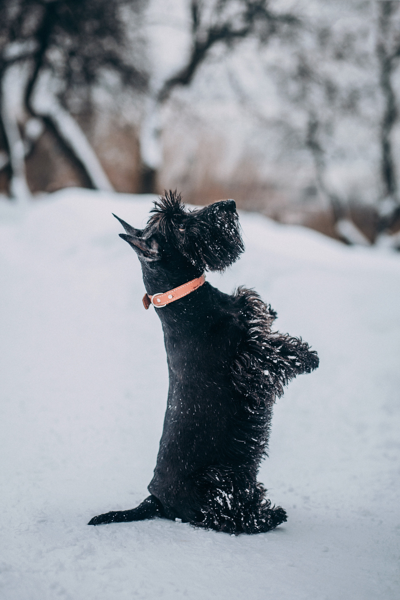 Сергей и Урса. Фотограф-анималист Елена Радченко, Москва